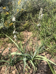 Chlorophytum triflorum