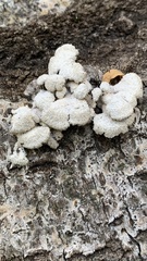 Schizophyllum