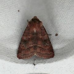 Diarsia rubi