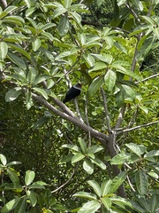 Alectroenas pulcherrimus