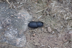 Dorcus parallelipipedus