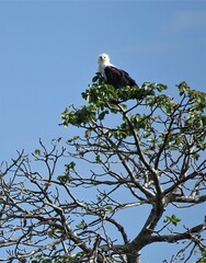 Haliaeetus vocifer