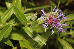 Centaurea montana