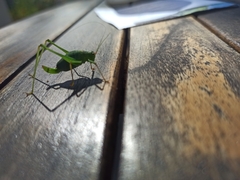 Leptophyes punctatissima