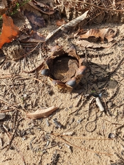 Scleroderma polyrhizum