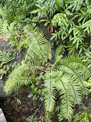 Nephrolepis biserrata