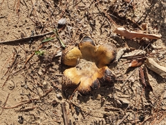 Scleroderma polyrhizum