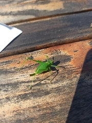 Leptophyes punctatissima