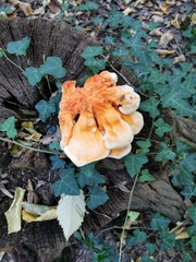 Laetiporus