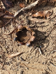 Scleroderma polyrhizum