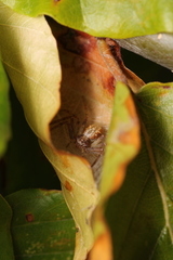 Philodromus aureolus