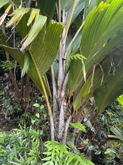 Arecoideae