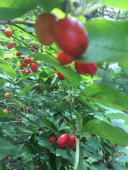 Cornus mas