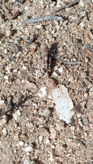 Oedipoda