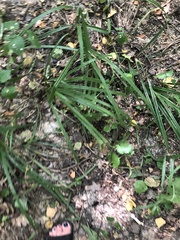 Carex sylvatica