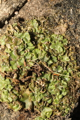 Marchantia polymorpha ruderalis