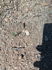 Oedipoda