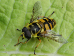 Myathropa florea