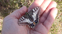 Papilio machaon