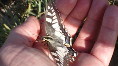 Papilio machaon