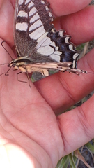 Papilio machaon