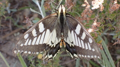 Papilio machaon