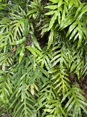 Microsorum scolopendria