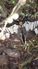 Papilio machaon