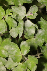 Erysiphe aquilegiae