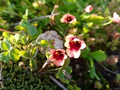 Diascia