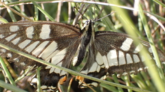 Papilio machaon