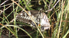 Papilio machaon
