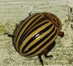 Leptinotarsa decemlineata