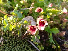 Diascia