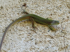 Lacerta bilineata