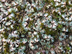 Riccia