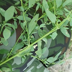 Chenopodium betaceum