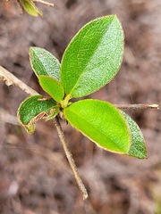 Rhododendron breviperulatum