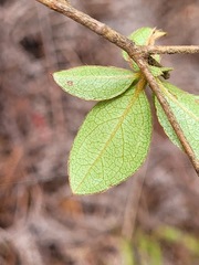 Rhododendron breviperulatum