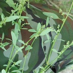 Chenopodium betaceum