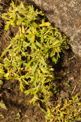 Lepidium didymum