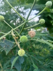 Leucaena leucocephala
