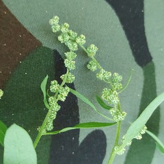 Chenopodium betaceum