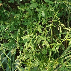 Chenopodium betaceum