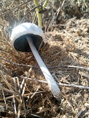 Panaeolus
