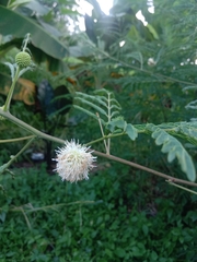 Leucaena leucocephala