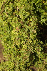 Lepidium didymum