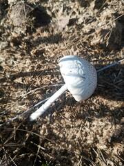 Panaeolus