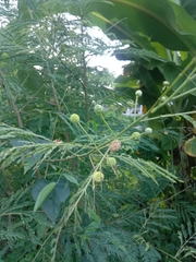Leucaena leucocephala