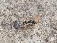 Vespula